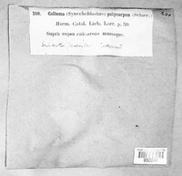 Image of Enchylium polycarpon